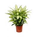 Dieffenbachia vesuvius L kamerplant