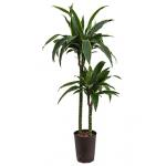 Dracaena arturo M hydrocultuur plant