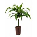 Dracaena arturo XXS hydrocultuur plant