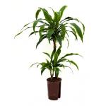 Dracaena arturo XS hydrocultuur plant