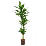 Dracaena cintho natal hydrocultuur plant