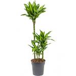 Dracaena cintho XS kamerplant