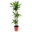 Dracaena cintho S kamerplant