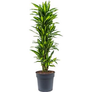 Dracaena cintho XL kamerplant