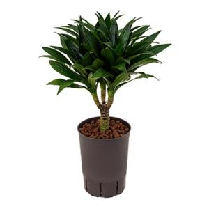 Dracaena compacta XS hydrocultuur plant