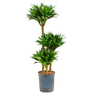 Dracaena compacta L hydrocultuur plant