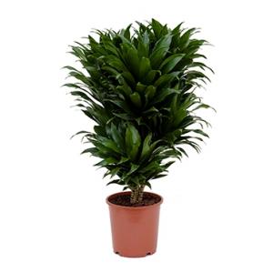 Dracaena compacta M kamerplant