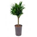 Dracaena compacta XS2 hydrocultuur plant