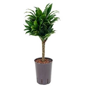 Dracaena compacta XS2 hydrocultuur plant