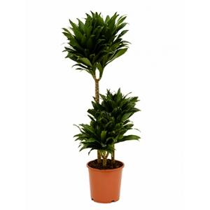 Dracaena compacta stam S kamerplant Dracaena compacta stam S kamerplant