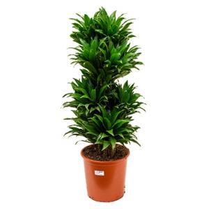Dracaena compacta XL kamerplant Dracaena compacta XL kamerplant