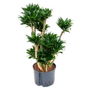 Dracaena compacta XXL hydrocultuur plant