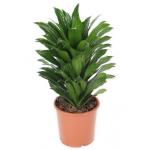 Dracaena compacta S kamerplant