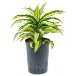 Dracaena compacta malaika hydrocultuur plant