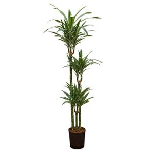 Dracaena deremensis moreno hydrocultuur plant