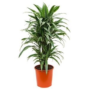 Dracaena deremensis L kamerplant Dracaena deremensis L kamerplant
