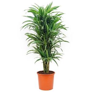 Dracaena deremensis XL kamerplant Dracaena deremensis XL kamerplant