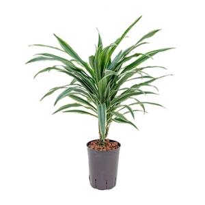 Dracaena deremensis neiva hydrocultuur plant