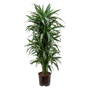 Dracaena deremensis minca hydrocultuur plant