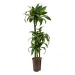 Dracaena dorado guatin hydrocultuur plant