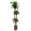 Dracaena dorado huara hydrocultuur plant