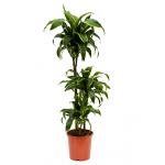 Dracaena dorado S kamerplant