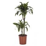 Dracaena dorado XS kamerplant