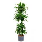 Dracaena dorado curana hydrocultuur plant