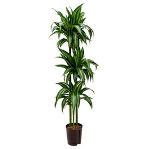 Dracaena hawaiian sunshine trio M hydrocultuur plant