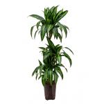 Dracaena hawaiian sunshine trio S hydrocultuur plant