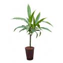 Dracaena janet craig hydrocultuur plant