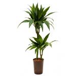 Dracaena janet craig duo hydrocultuur plant