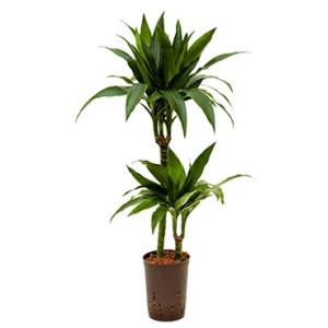 Dracaena janet craig duo hydrocultuur plant