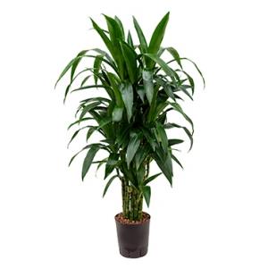 Dracaena janet craig multi M hydrocultuur plant