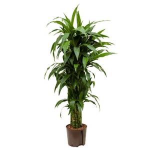 Dracaena janet craig multi L hydrocultuur plant