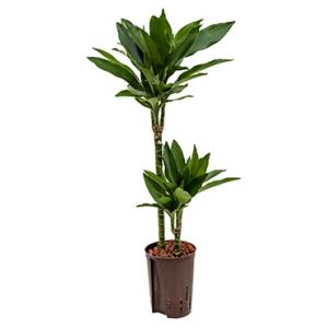 Dracaena janet lind menno hydrocultuur plant