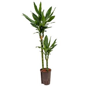 Dracaena janet lind iruna hydrocultuur plant