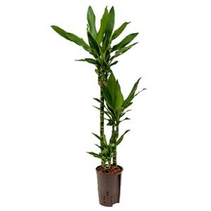 Dracaena janet lind pindo hydrocultuur plant