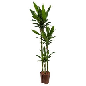 Dracaena janet lind abai hydrocultuur plant