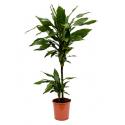 Dracaena janet lind XXS kamerplant