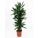 Dracaena janet lind L kamerplant