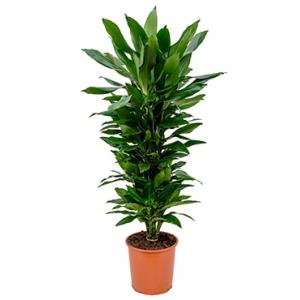 Dracaena janet lind XL kamerplant