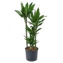 Dracaena janet lind carreria hydrocultuur plant