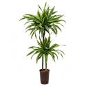 Dracaena lemon lime sina hydrocultuur plant