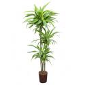 Dracaena lemon lime santoa hydrocultuur plant