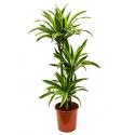 Dracaena lemon lime stam L kamerplant