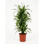 Dracaena lemon lime multi S kamerplant