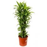 Dracaena lemon lime multi M kamerplant