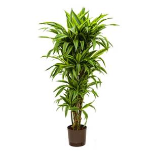 Dracaena lemon lime honoraria hydrocultuur plant