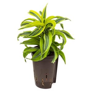 Dracaena lemon surprise hydrocultuur plant